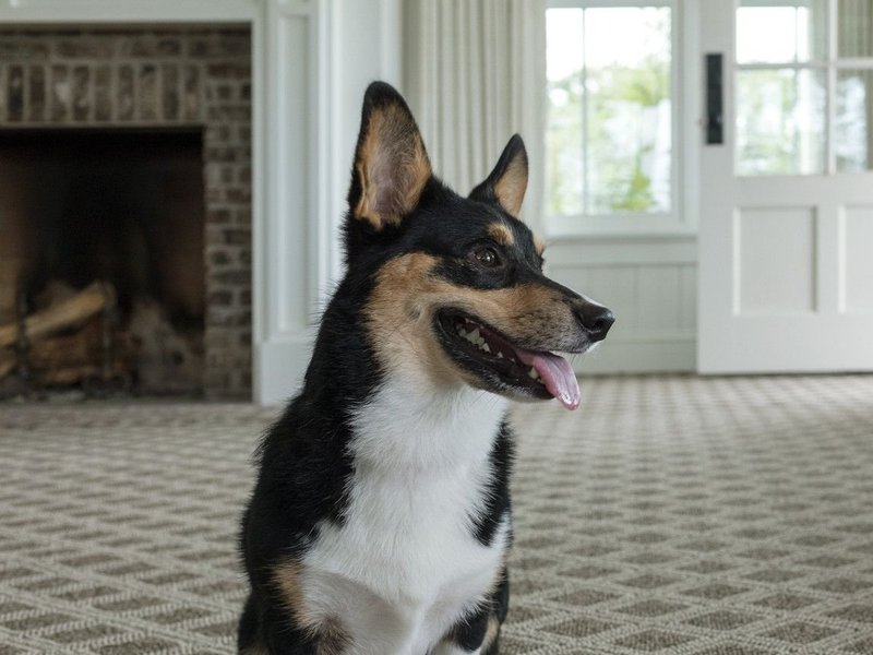 Pet solutions flooring article provided by Floors By Sterling Hight